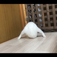 卵から足が生えているような写真