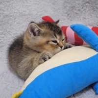 ぬいぐるみにしがみついて寝る子猫