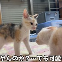 やんのかの猫
