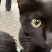 顔を近づける黒猫