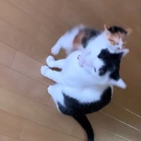 先住猫に飛び掛かる子猫