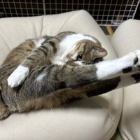 体を曲げてまるで飛び込みのような姿で伸びる猫