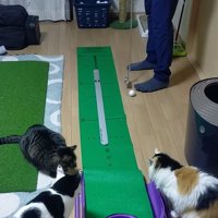 男性の方へ転がっていくボールを見つめる3頭の猫