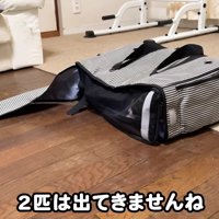 子猫が入っているキャリーバッグ