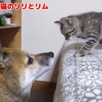 柴犬と向き合って