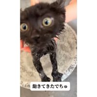 お風呂に入っている猫