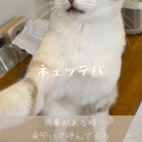 飼い主の肩に前足を乗せて話しかける猫