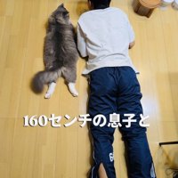 息子さんの隣に寝そべるサイベリアン