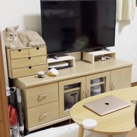 テレビ左横に猫ちゃん