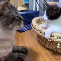カゴから身を乗り出す子猫