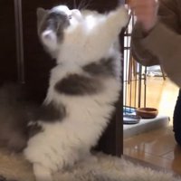 女性と猫