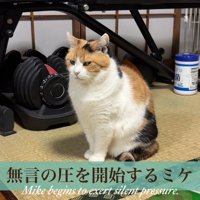 おすわりする猫