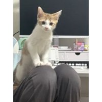 室内にいる猫