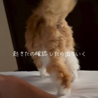ベッドを下りる猫