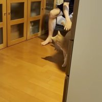 なでられている猫
