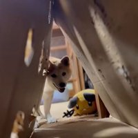 段ボールを覗くももちゃん