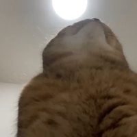 前を向く猫