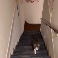 階段をのぼってくる猫3