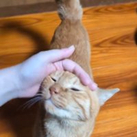 飼い主に撫でられて、しっぽが真上に立つ猫