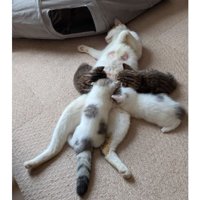 授乳している母猫と子猫