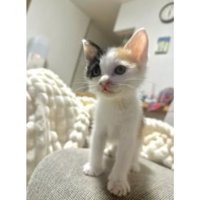 室内にいる子猫