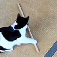 木の棒に前足を乗せる白黒猫