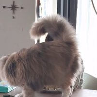 しっぽをあげる猫
