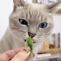 白菜を食べるシャムトラ猫