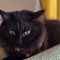 黒猫