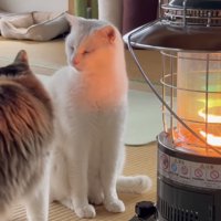 2匹の猫の写真1