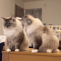 よそ見している兄猫を殴る弟猫