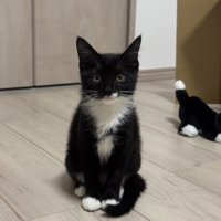 カメラ目線の猫