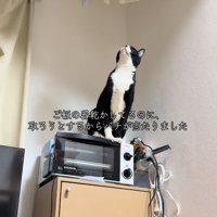 トースターの上にお座りして器を見つめている猫