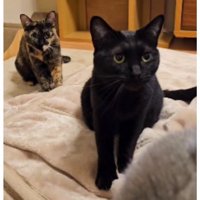 毛布にいる猫たち