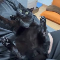抱っこされている猫