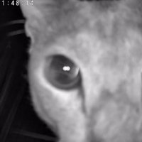 見守りカメラに写ったドアップの猫（耳とあご見切れ）