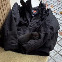 外でジャケットの上に乗る子猫