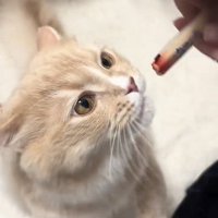 猫用おやつをもらうサイベリアン