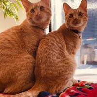 座って振り返っている2匹の猫