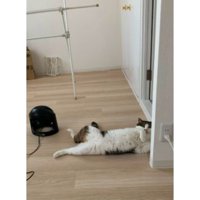 室内にいる猫