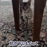 テーブルの下にいる子猫