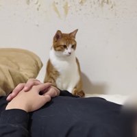 ガン見するはっさくくん