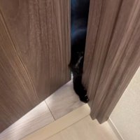 ドアを開ける猫