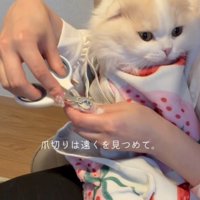女性に抱っこされて爪を切られる猫