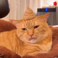 ジト目の猫