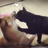 柴犬の頬にキスをしているかのような黒猫