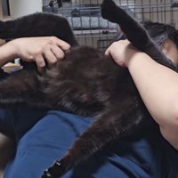 猫吸いされる猫