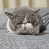 眠る猫
