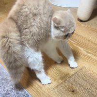 怒る猫
