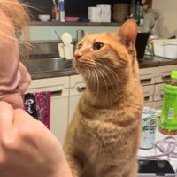 お母さんを見つめる猫